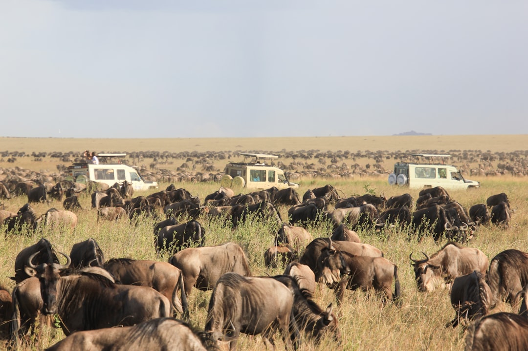 A large herd of wildebeest grazing in a grassy savanna with safari vehicles nearby