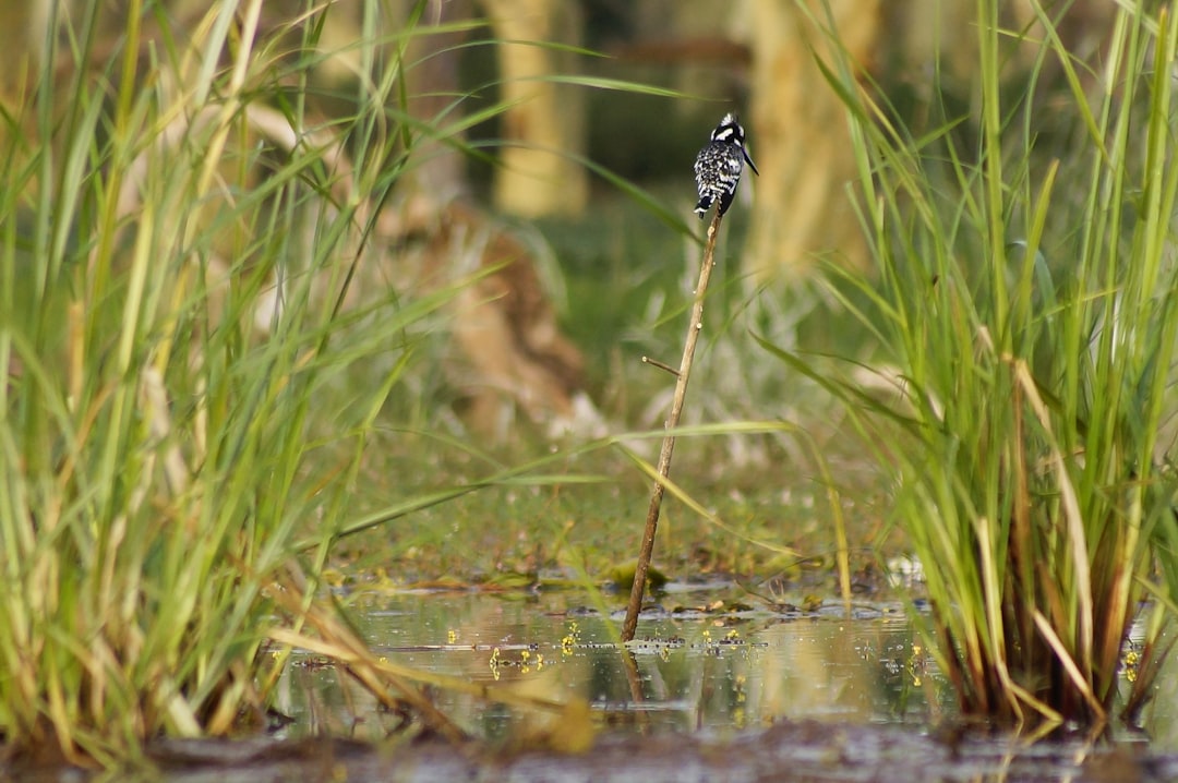 black and white butterfly on green grass during daytime
