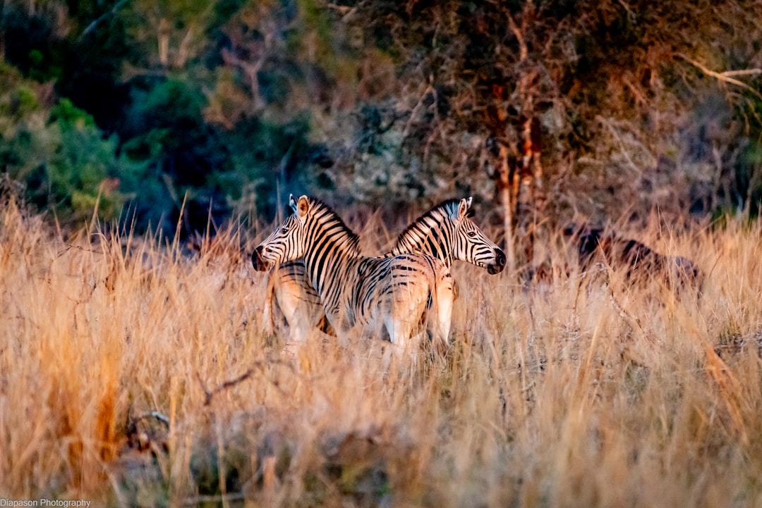 Two zebras standing back to back in tall dry grass during golden hour