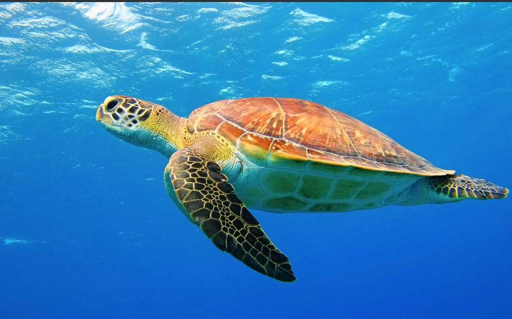 6-Day Wildlife Safari & Zanzibar Beach Excursion