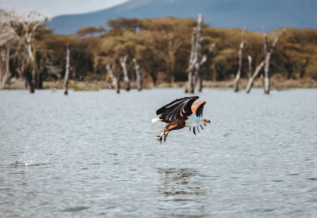 African fish eagle flying over lake, talons extended