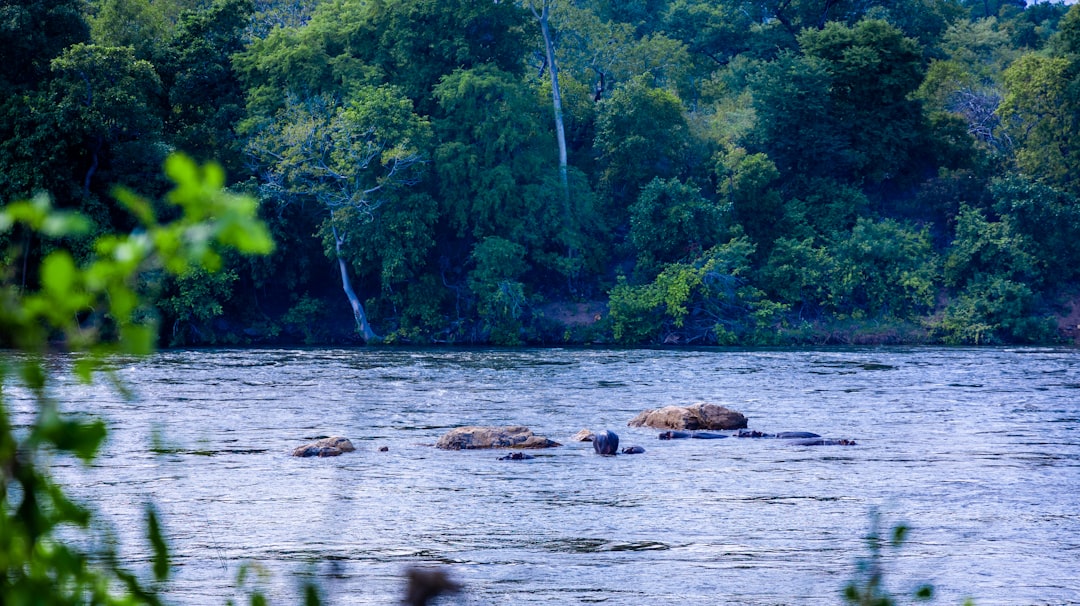 a large body of water surrounded by trees