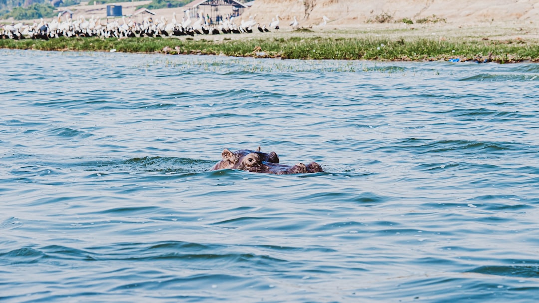 a hippo swimming in water