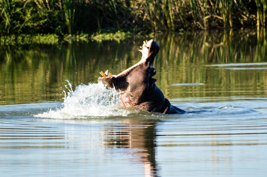 A hippopotamus is in the water with its mouth open