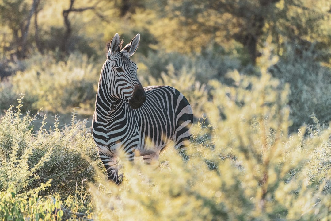 zebra standing on green grass during daytime