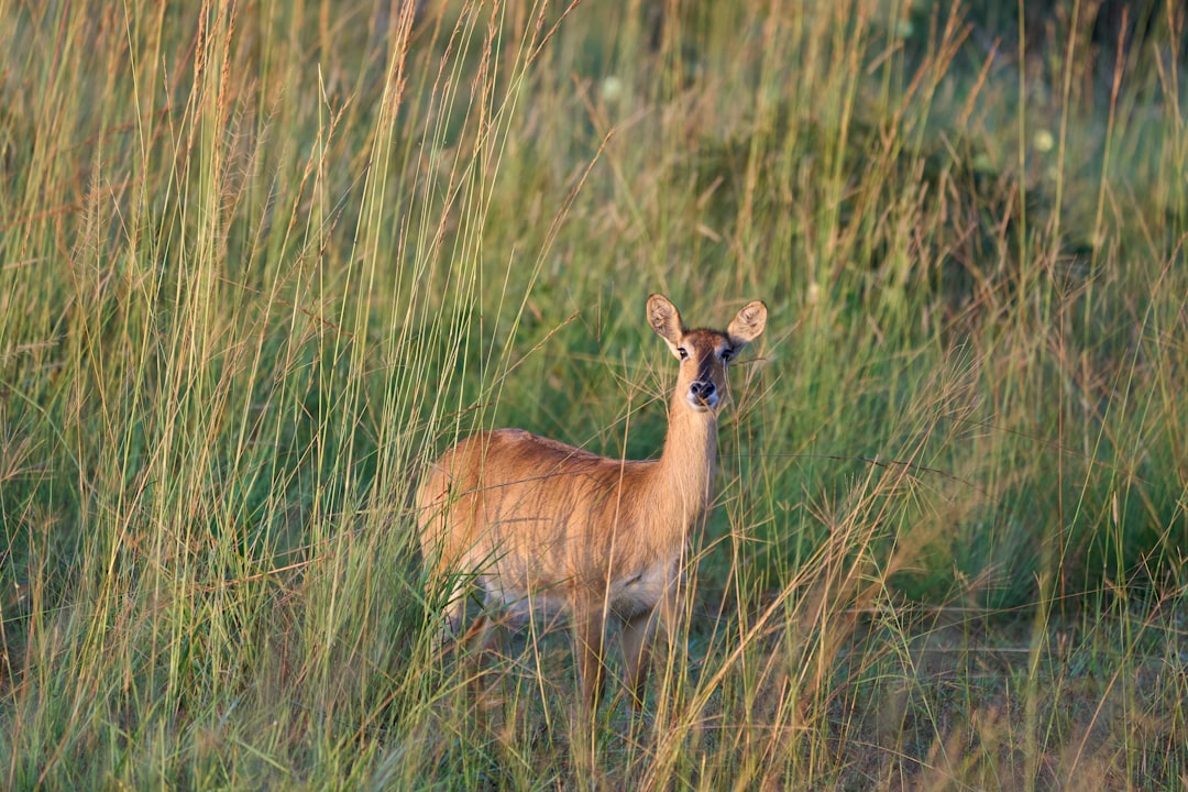 A deer stands alertly in the tall grass