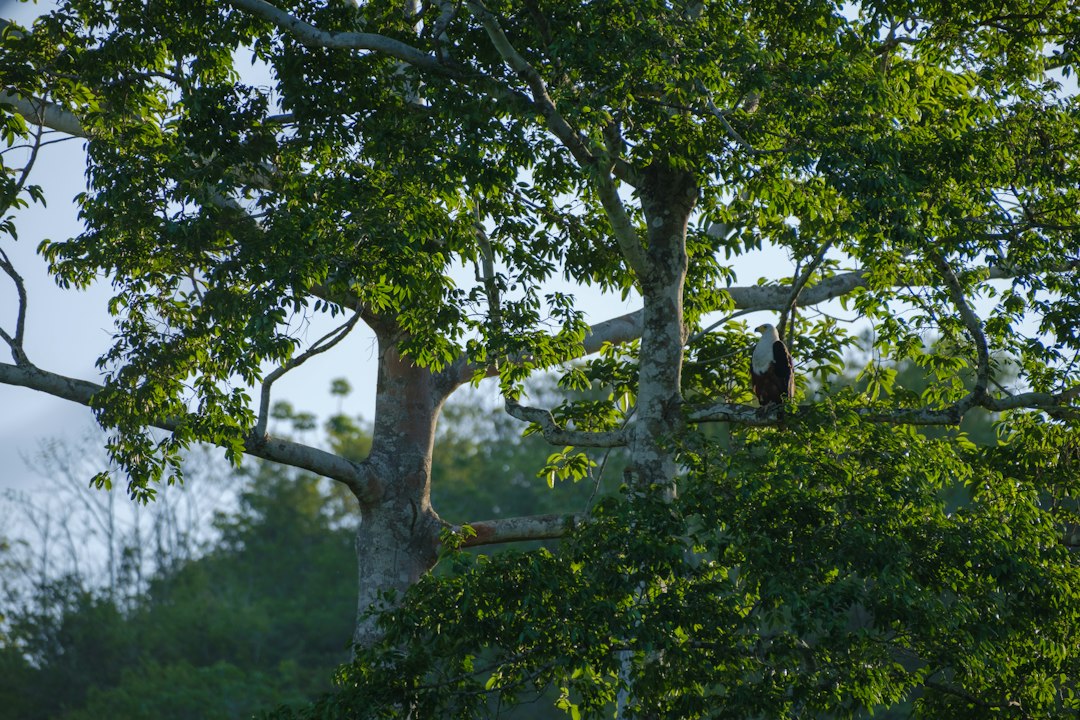 a bird sitting in a tree in the middle of a forest