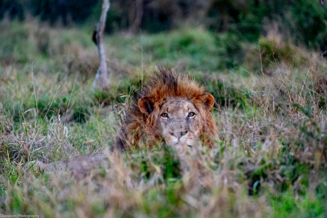 A male lion with a thick mane resting in tall green grass
