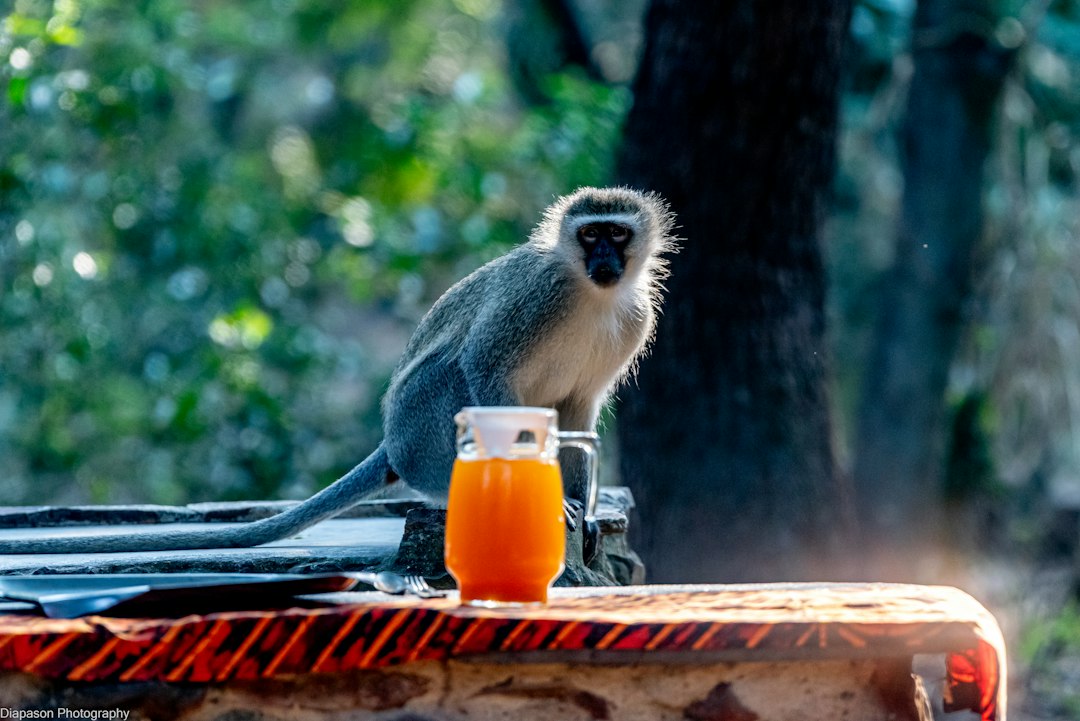 A vervet monkey on a stone wall behind a pitcher of orange juice