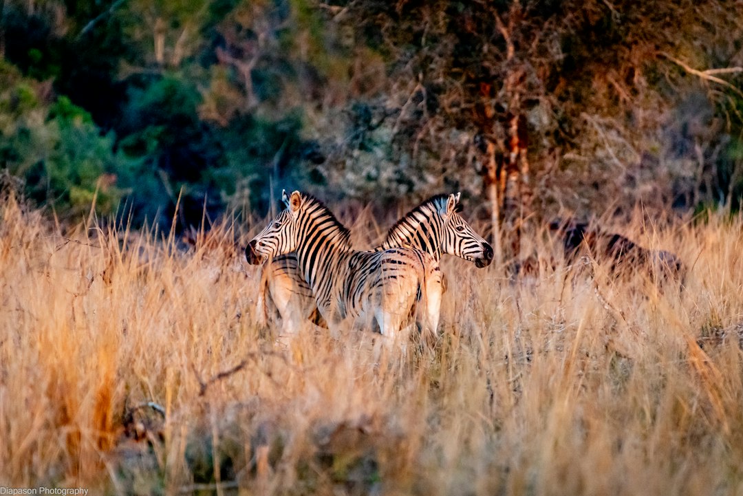 Two zebras standing back to back in tall dry grass during golden hour