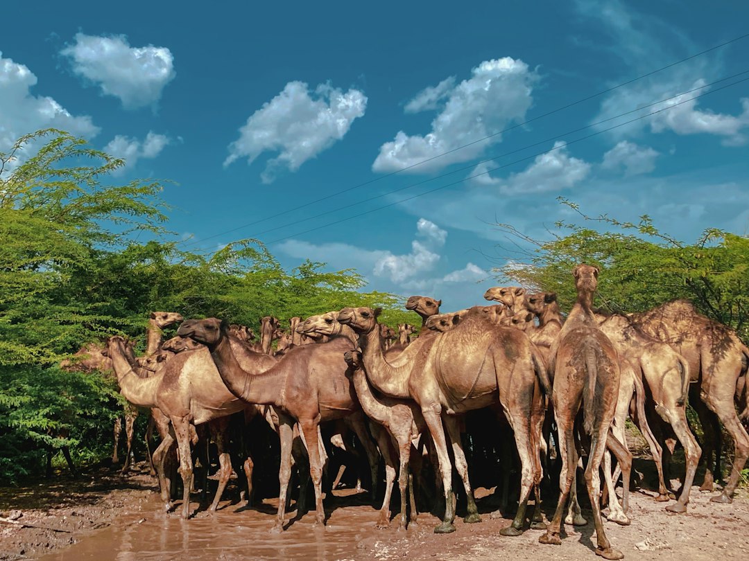a herd of camel standing next to each other