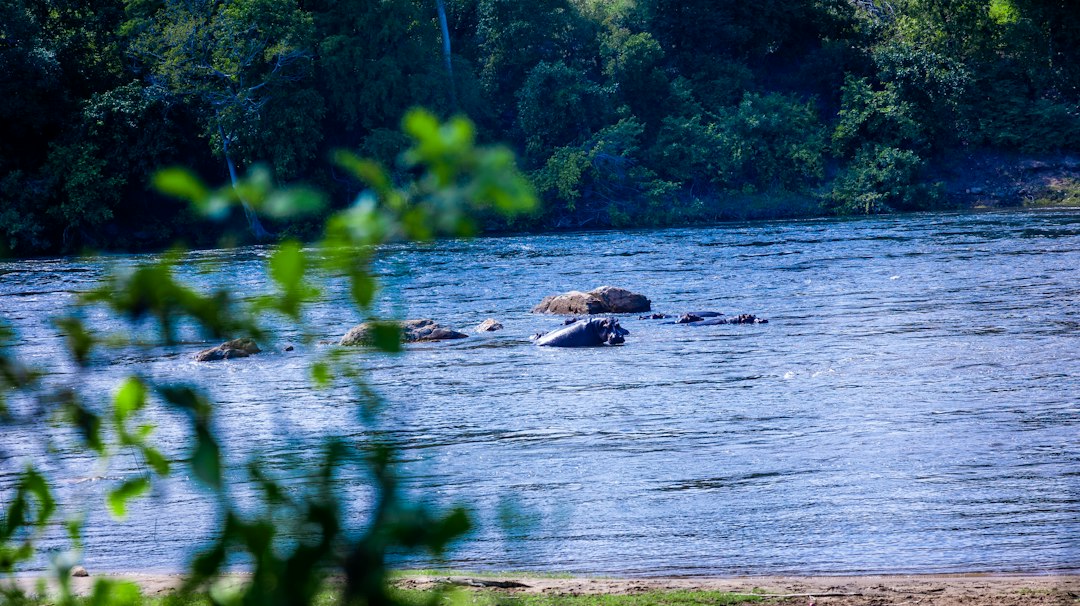 a body of water surrounded by trees and rocks