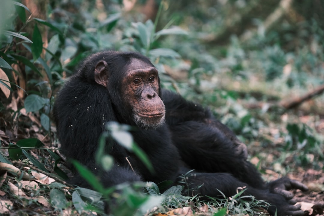 A chimpanzee sits relaxed amidst greenery