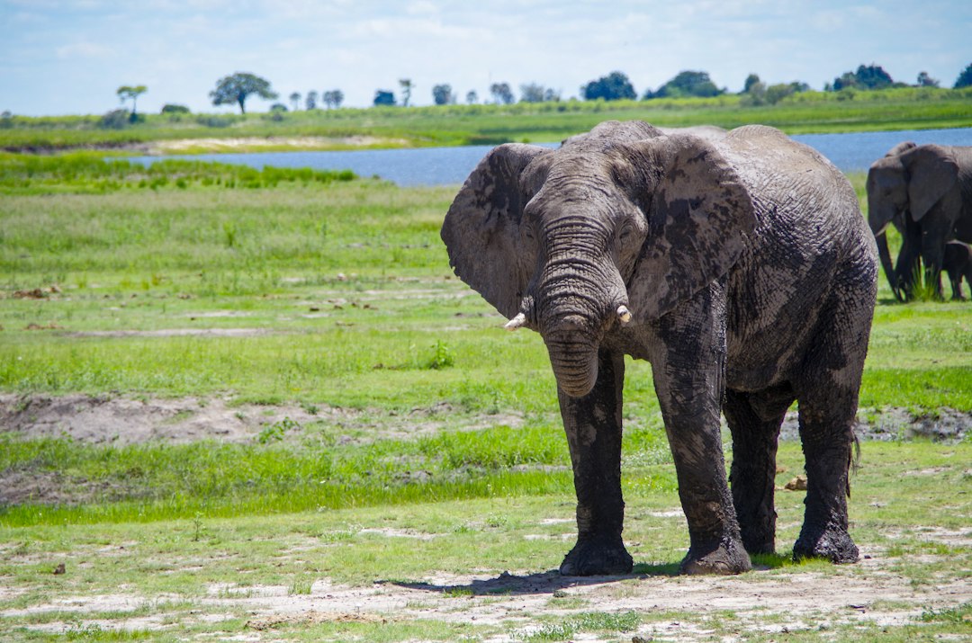 a herd of elephants standing on top of a lush green field