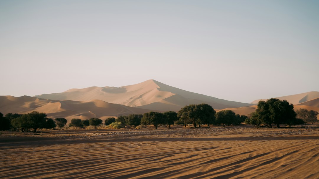 Desert landscape with sand dunes and scattered trees