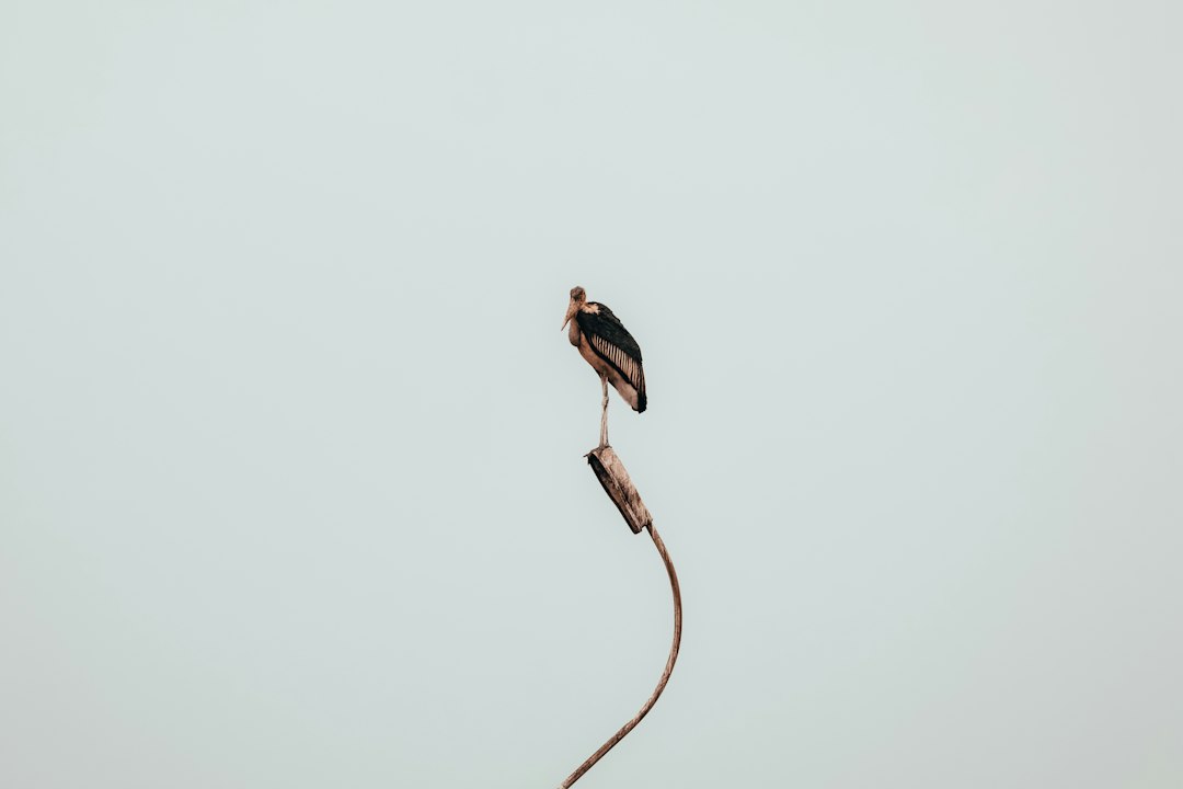brown bird on brown rope