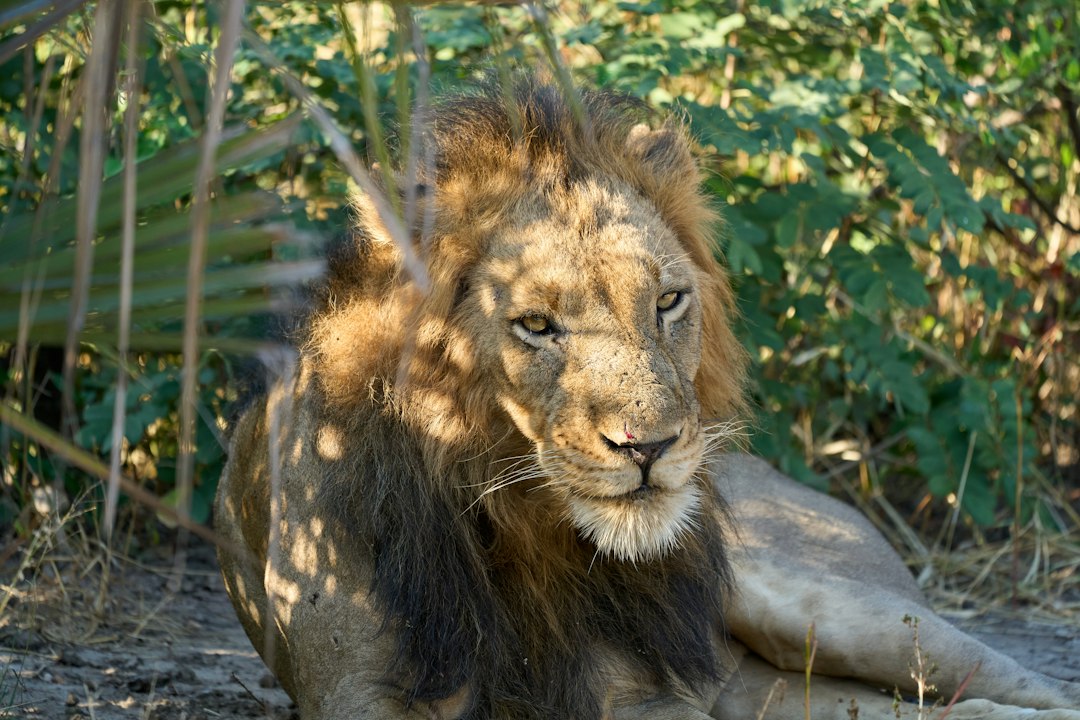 A majestic lion rests in the shade