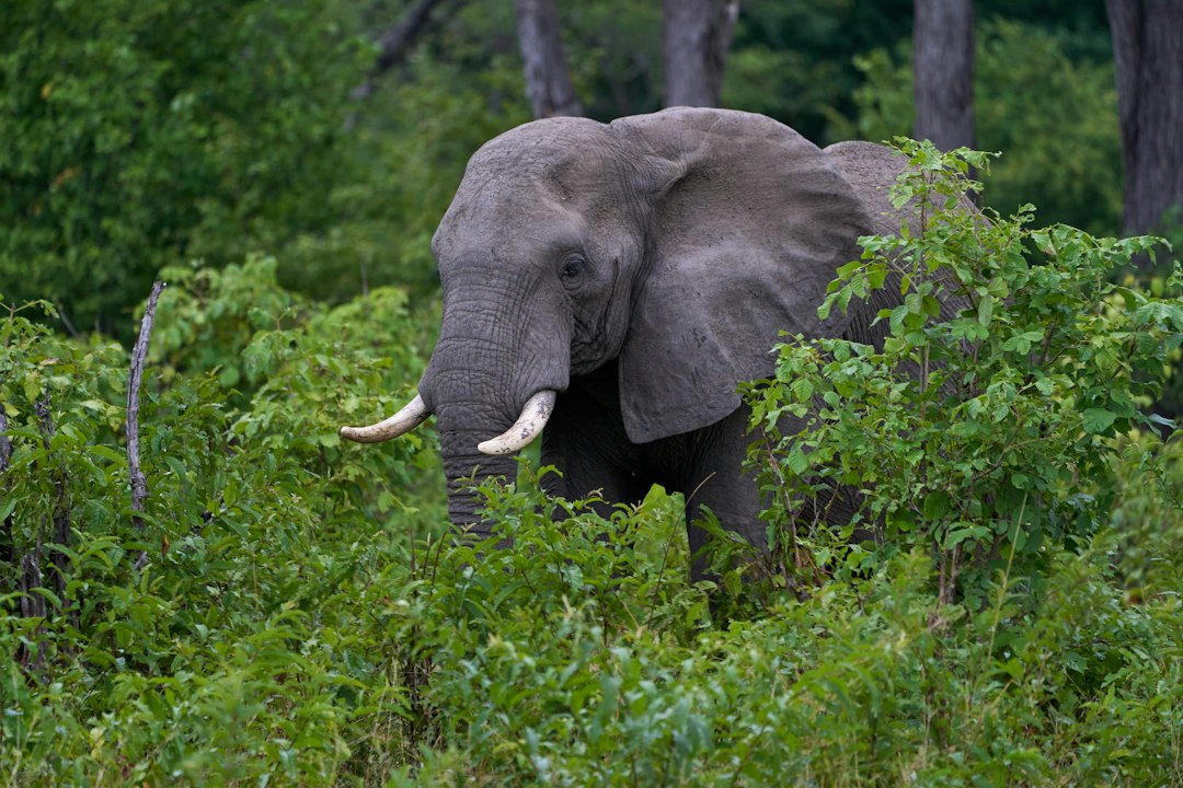 An elephant is partially hidden in the greenery