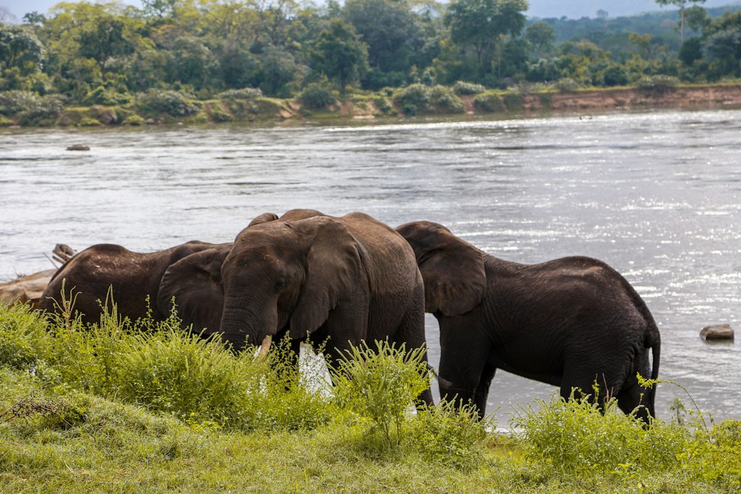 Des éléphants boivent l’eau d’une berge