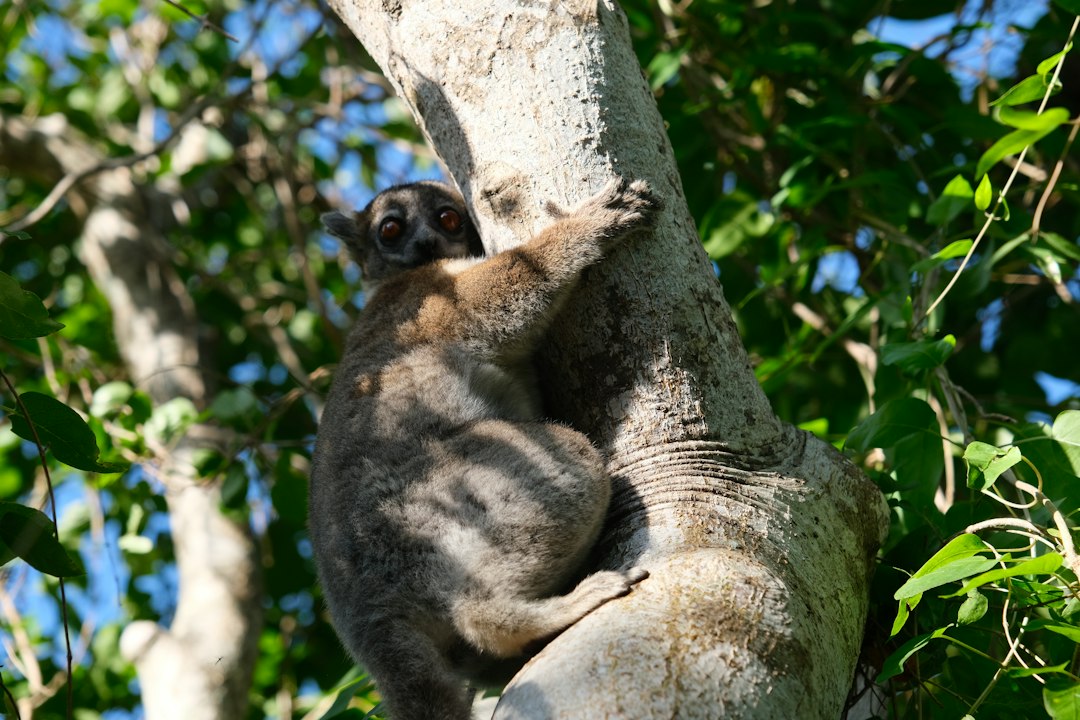 A lemur clings to a tree trunk