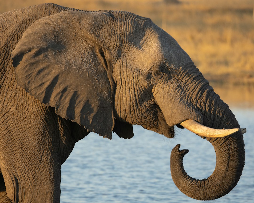 an elephant with tusks