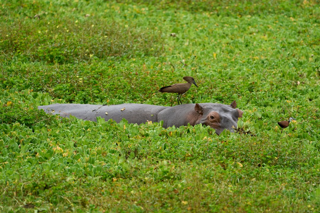 A hippopotamus rests in green grass with birds