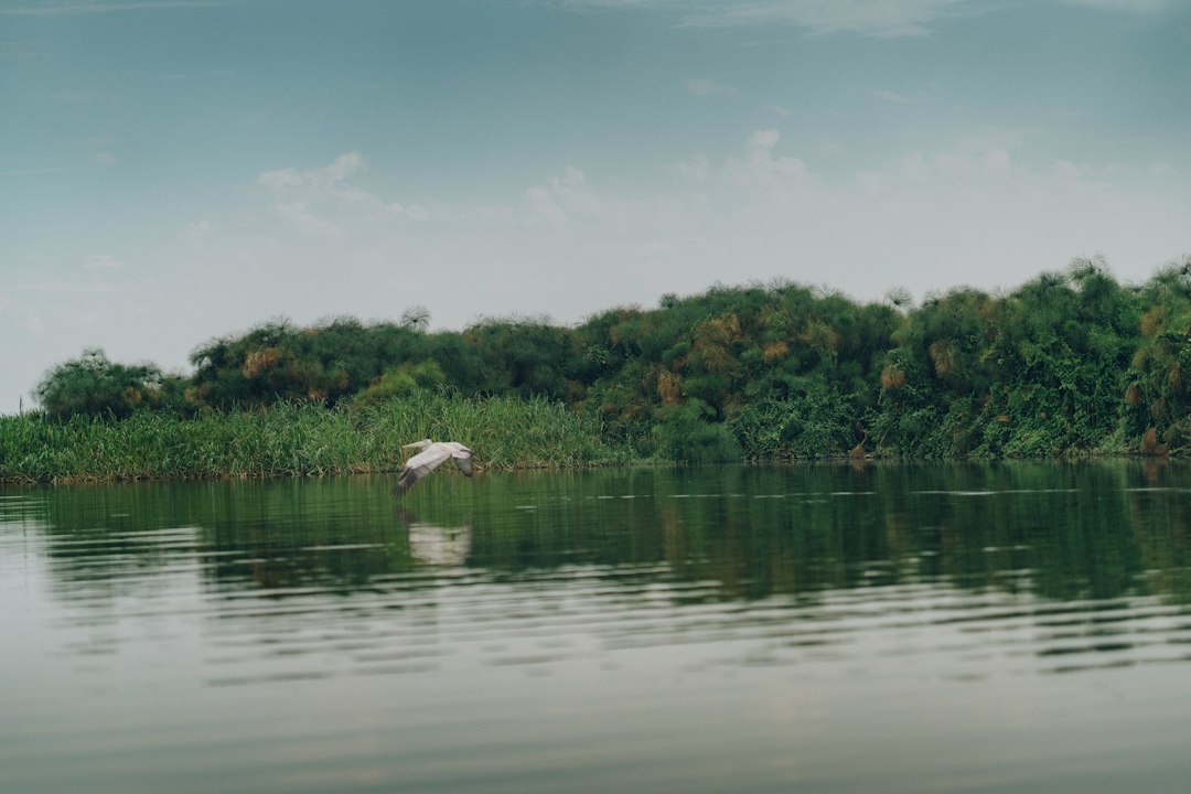 white bird over body of water