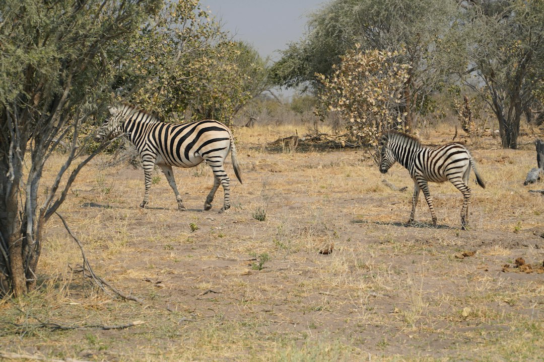 zebra standing on brown grass field during daytime