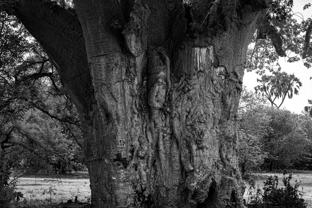 a black and white photo of a large tree