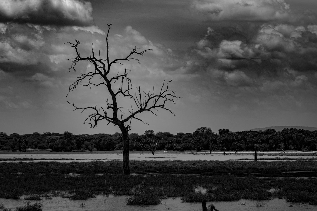 a black and white photo of a tree in a field