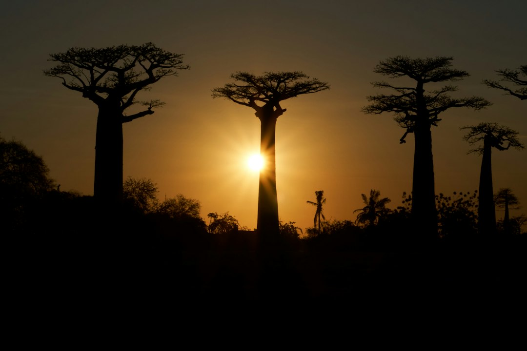 silhouette d'arbres au coucher du soleil