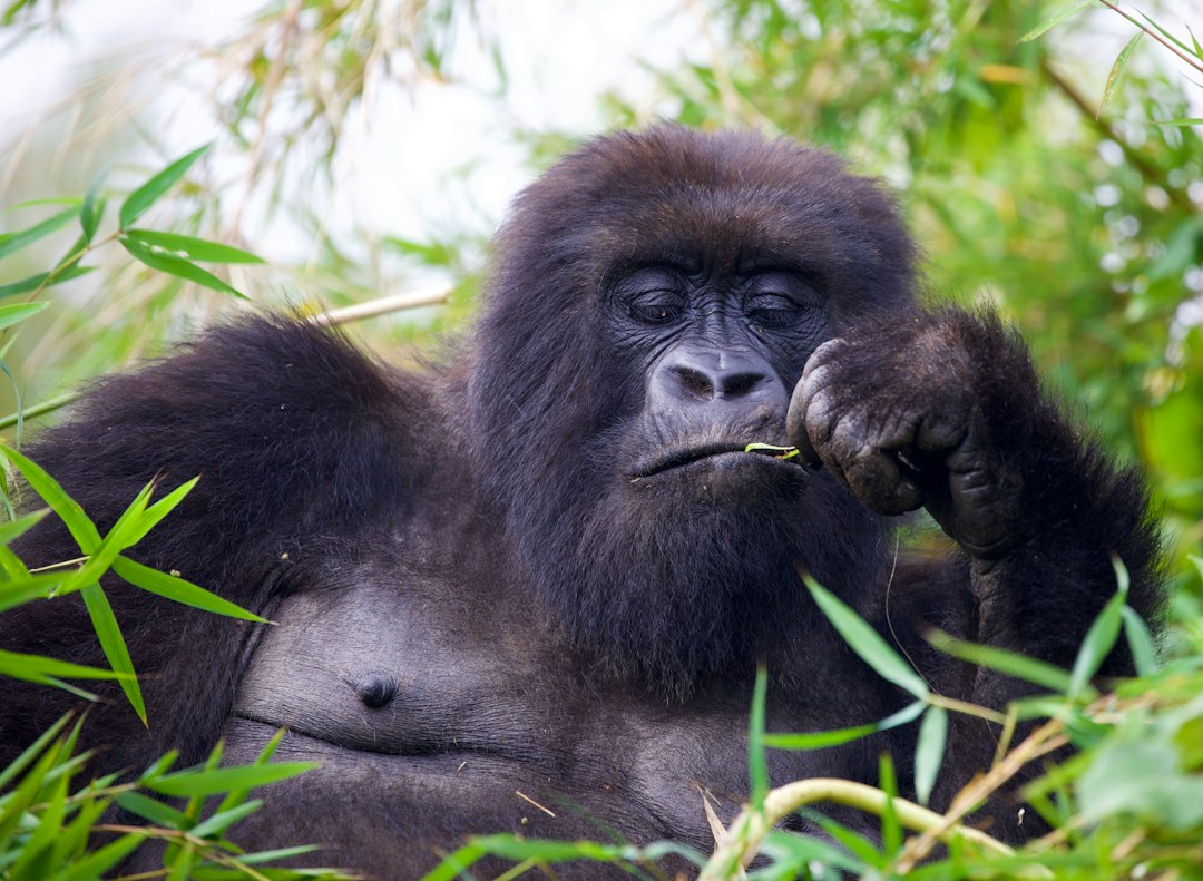 gros plan sur un gorille dans un champ d'herbe