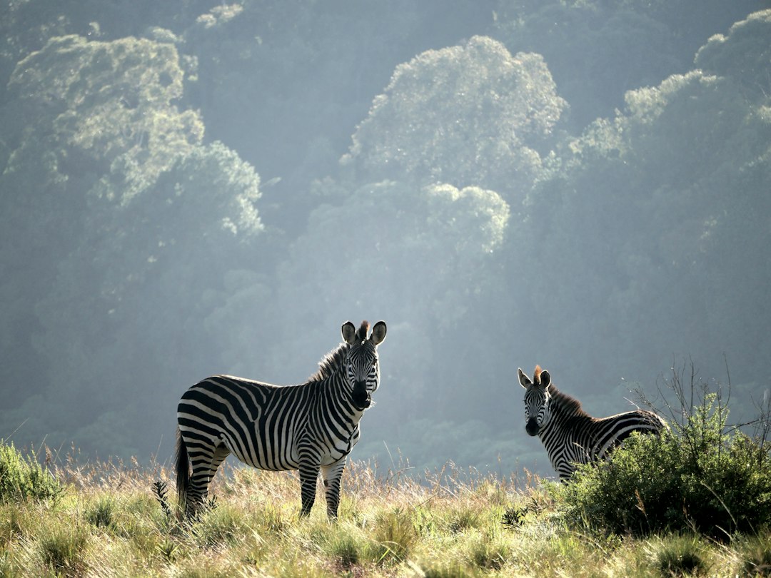 due zebre in piedi sull'erba
