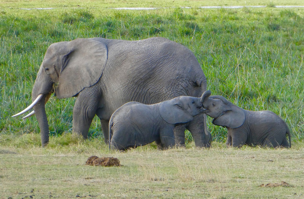3-Day Kenya Amboseli Budget Experience