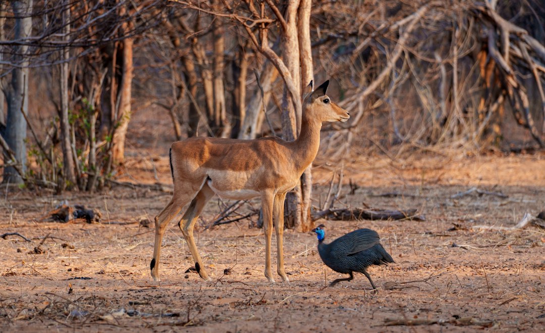 Impala and guinea fowl in dry brush
