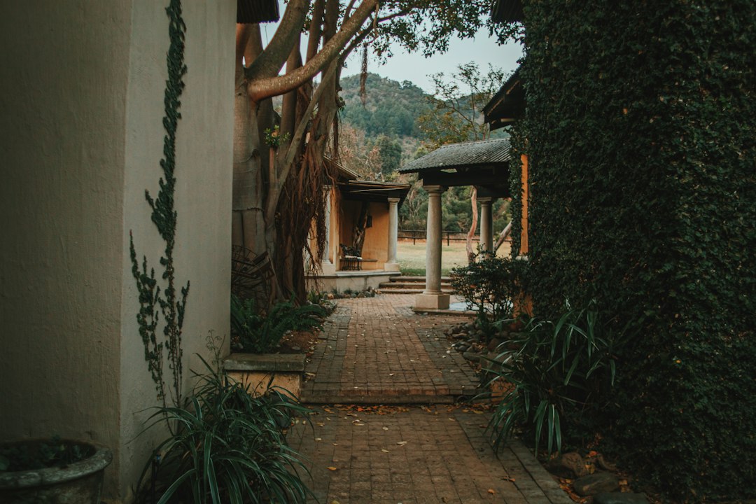 a brick walkway between two buildings and a tree
