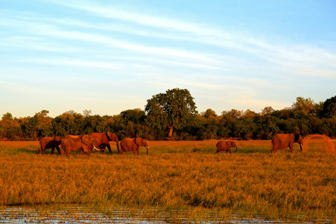 A herd of horses grazing on a lush green field