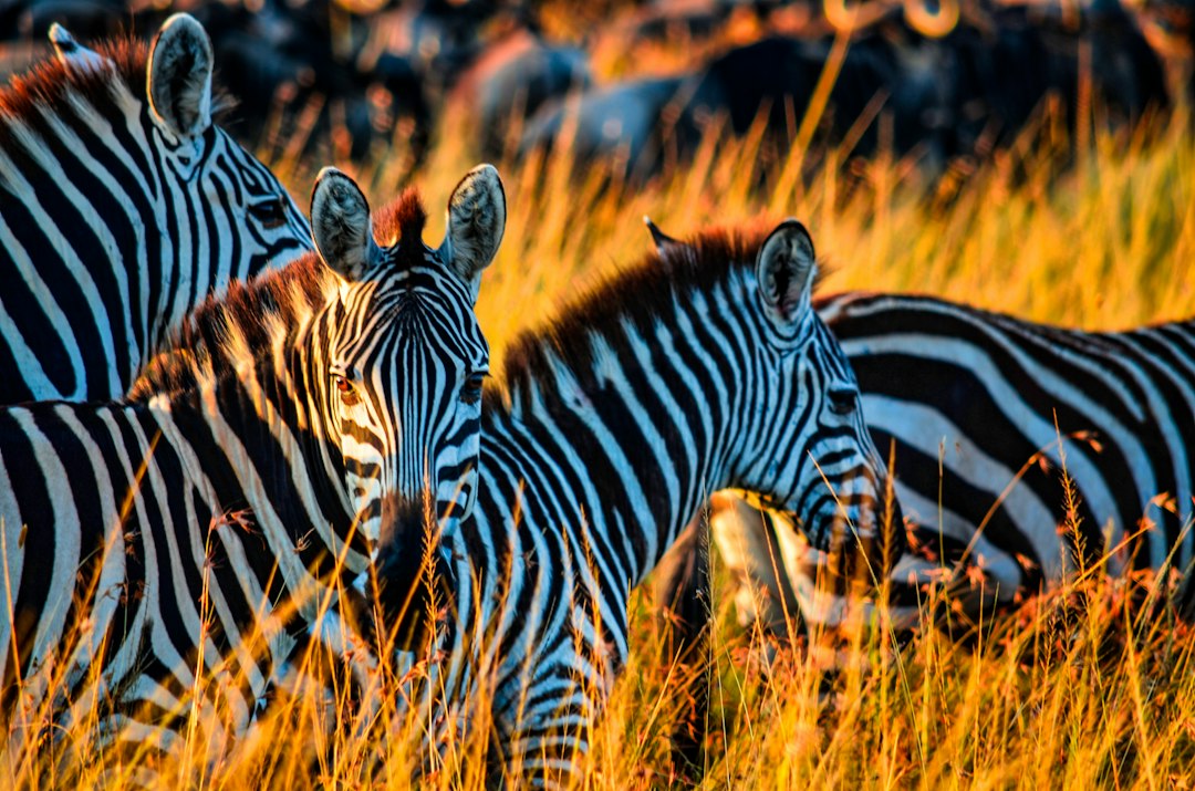 zebra on brown grass field during daytime