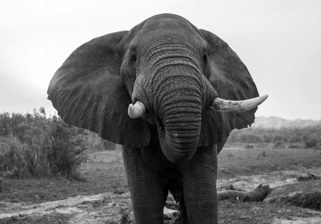 An African elephant with large ears and tusks in a grassy savanna