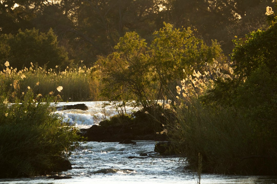 A river flows through a sunlit, reedy landscape