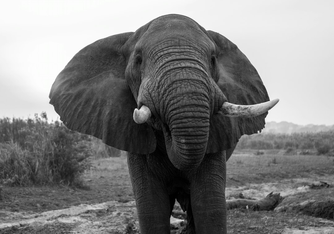 An African elephant with large ears and tusks in a grassy savanna