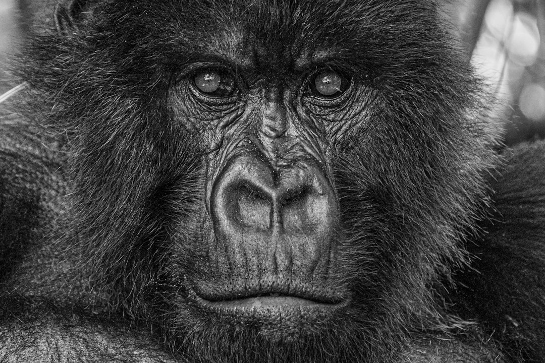 A close-up portrait of a mountain gorilla with dark fur and expressive eyes