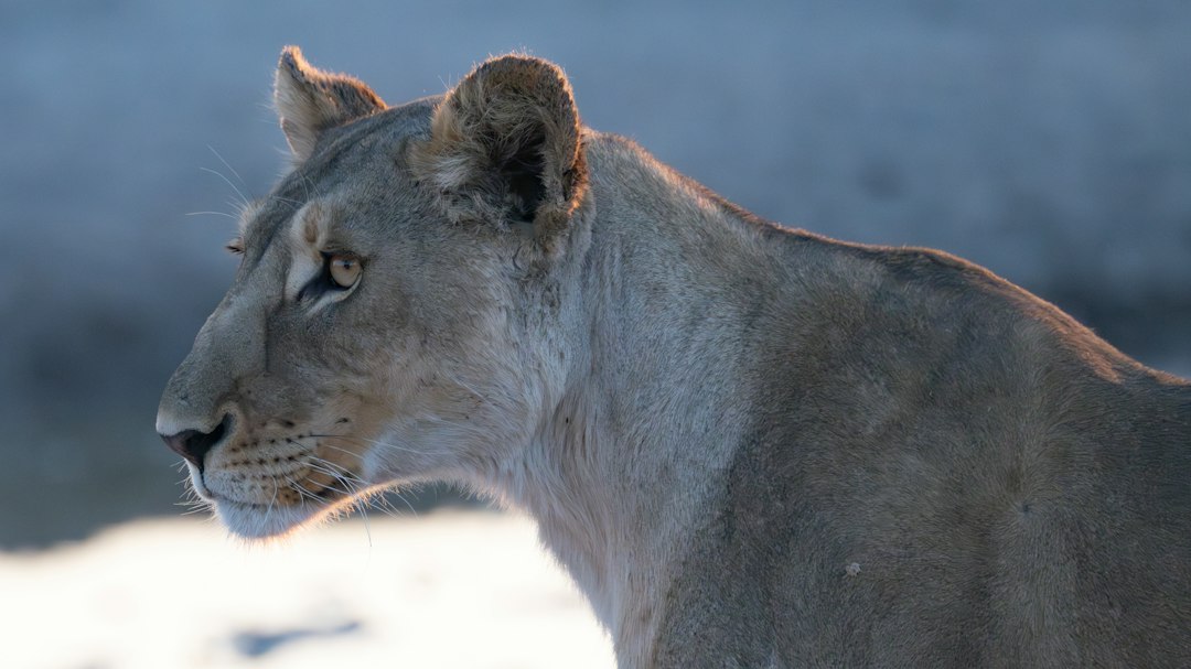 A close up of a lion on a sunny day