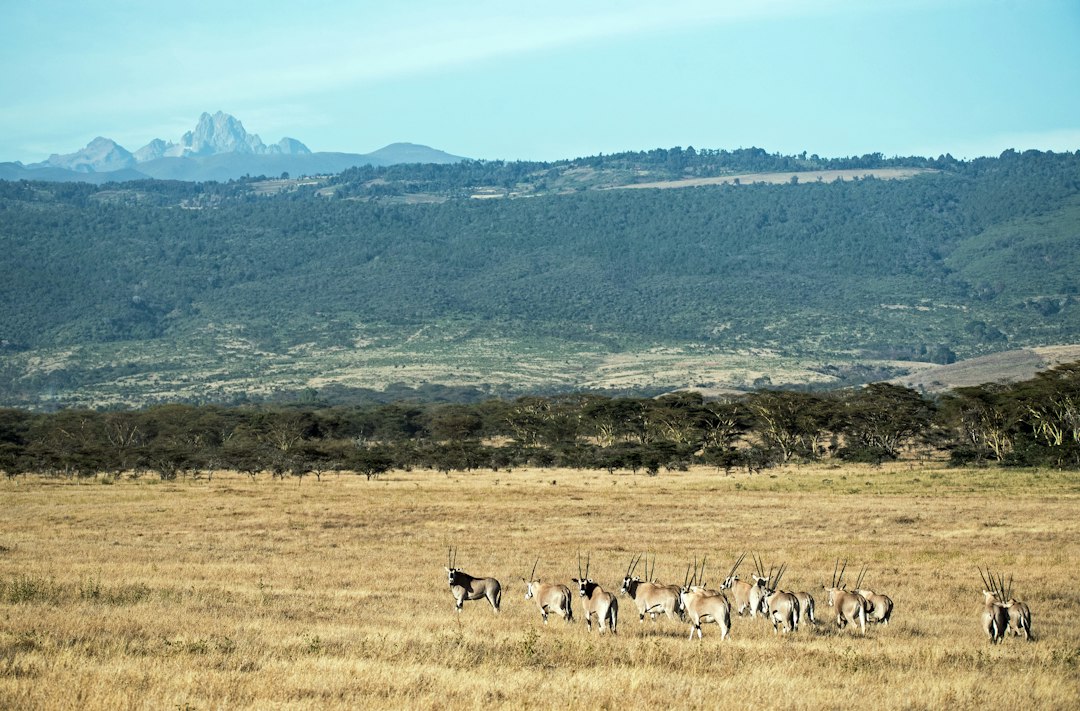 group of gazelles at the field during day