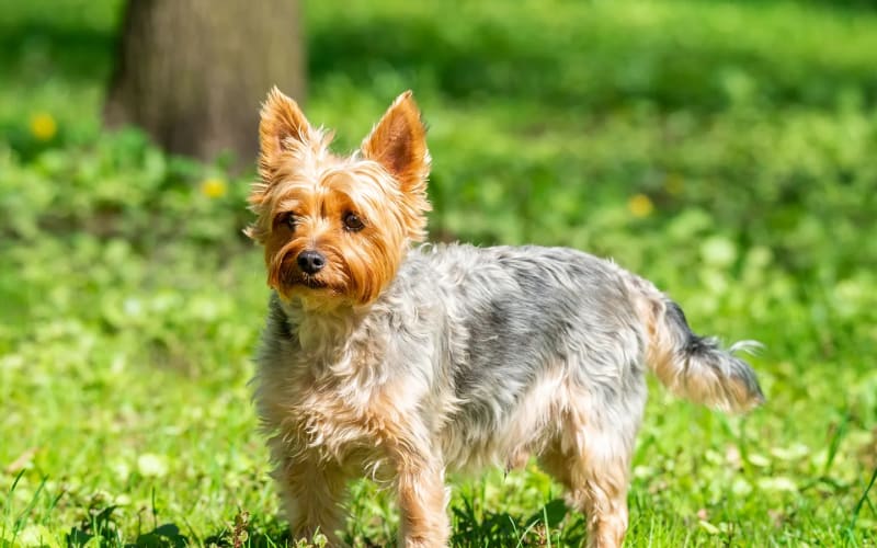 Yorkshire Terrier corriendo al aire libre