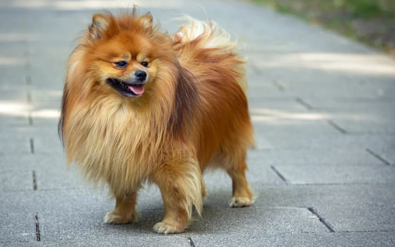 Pomerania de cuerpo entero al aire libre