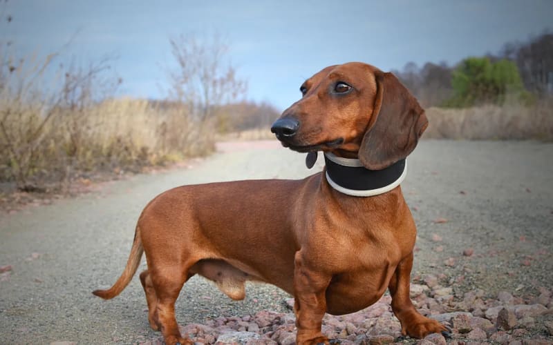 Dachshund de cuerpo entero al aire libre