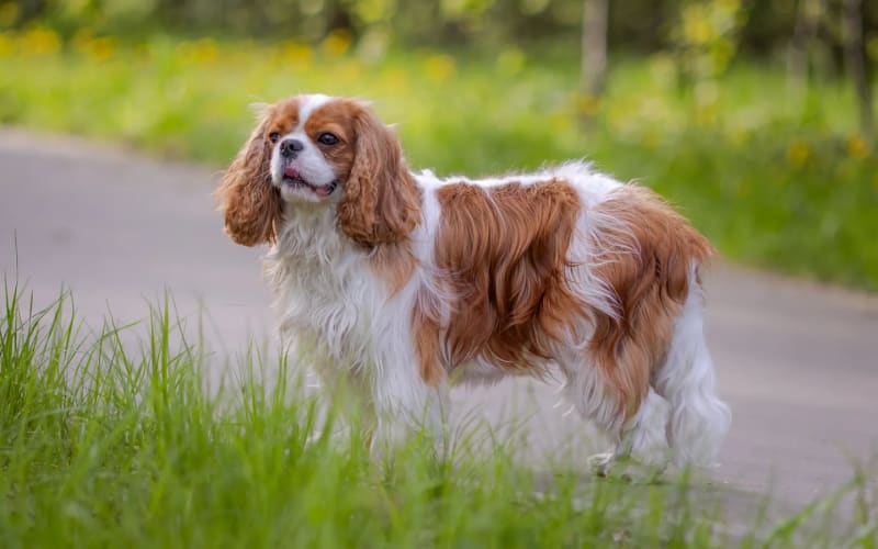 Cavalier King Charles Spaniel de cuerpo entero al aire libre