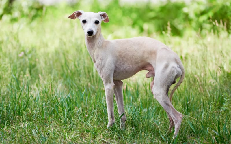 Galgo italiano de cuerpo entero al aire libre