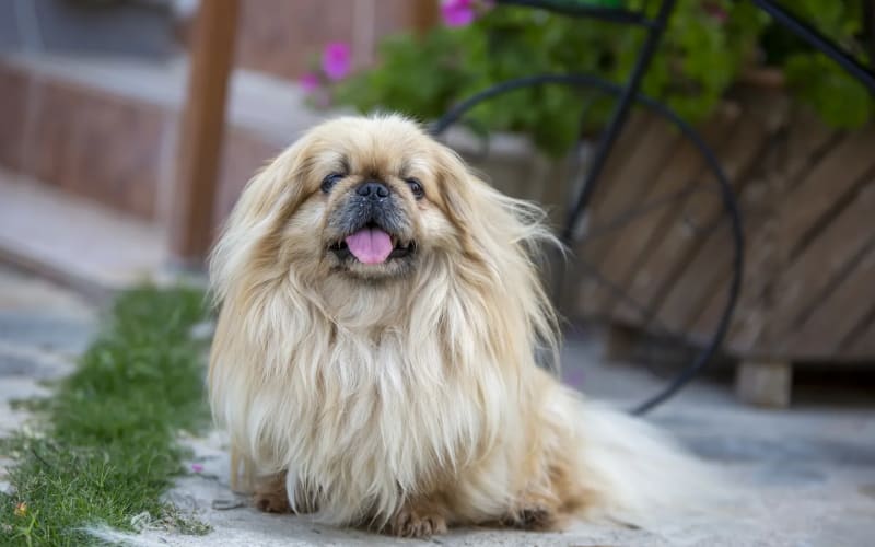 Pekinés de cuerpo entero al aire libre